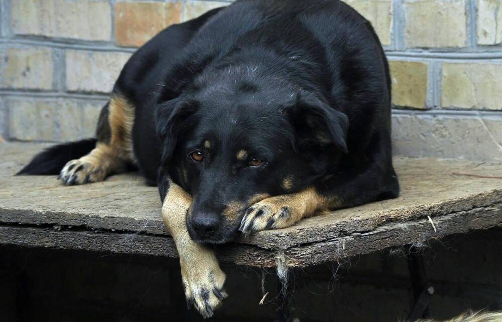 Усыплять агрессивных бродячих собак предлагают в российских регионах