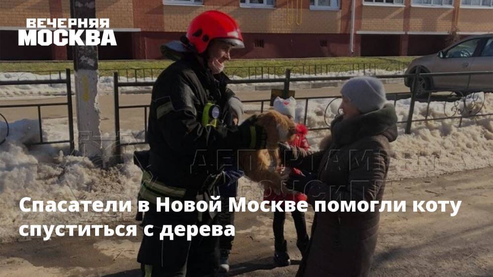 Спасатели в Новой Москве помогли коту спуститься с дерева