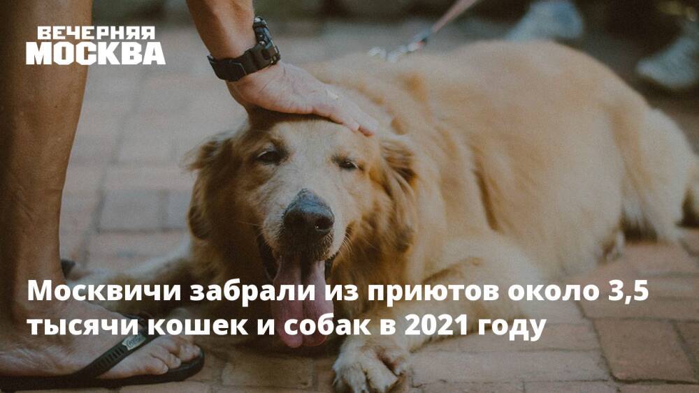 Москвичи забрали из приютов около 3,5 тысячи кошек и собак в 2021 году