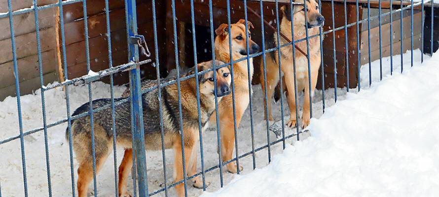 Муниципальные власти в Карелии заявили, что для обезвреживания одной бродячей собаки требуется 29 тысяч рублей