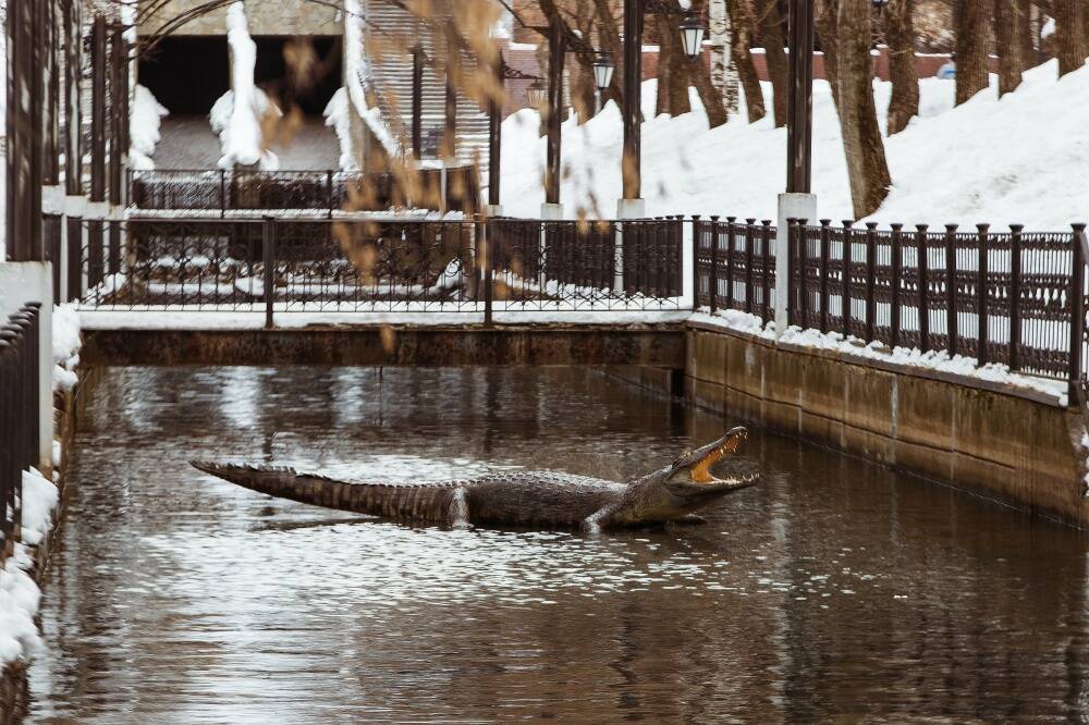 В Перми очевидцы заметили крокодила в парке "Райский сад"