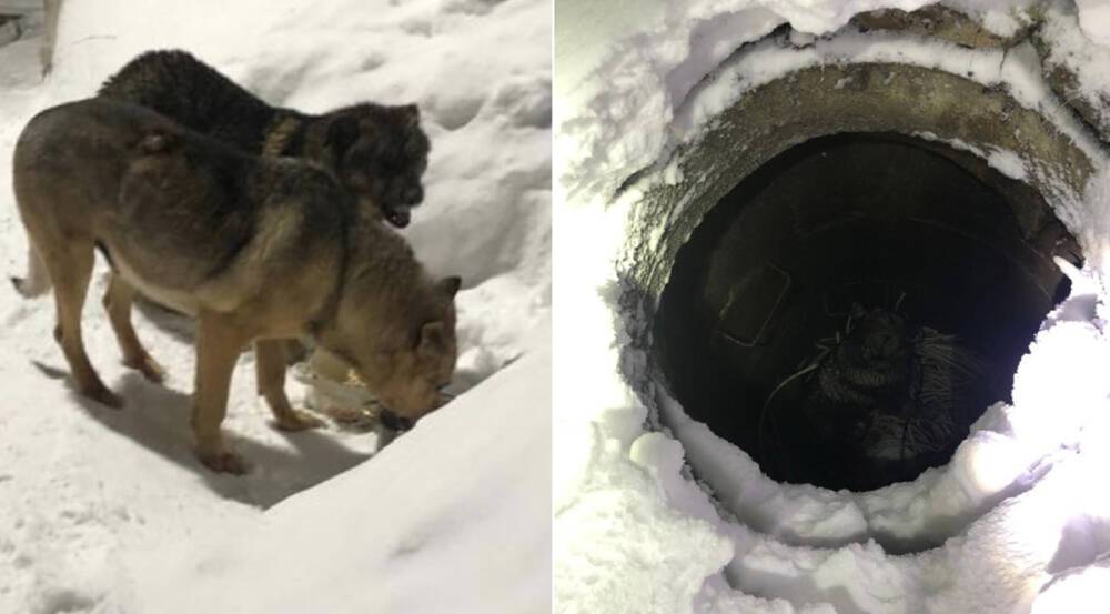 В Петрозаводске сотрудники МЧС спасли собаку, упавшую в люк