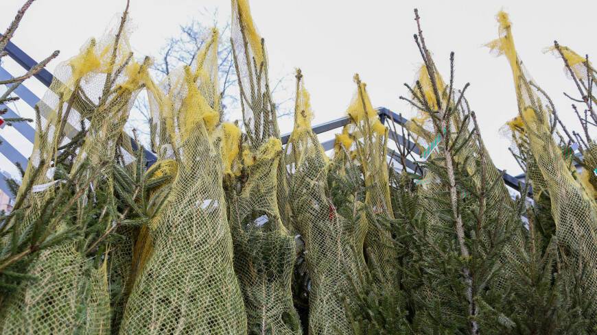 Москвичи сдали на утилизацию около 49 тыс. хвойных деревьев