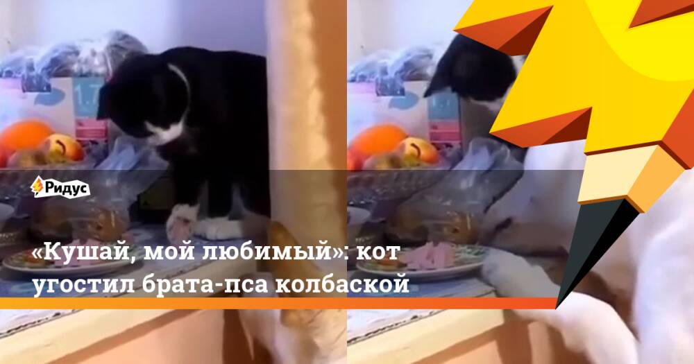 «Кушай, мой любимый»: кот угостил брата-пса колбаской