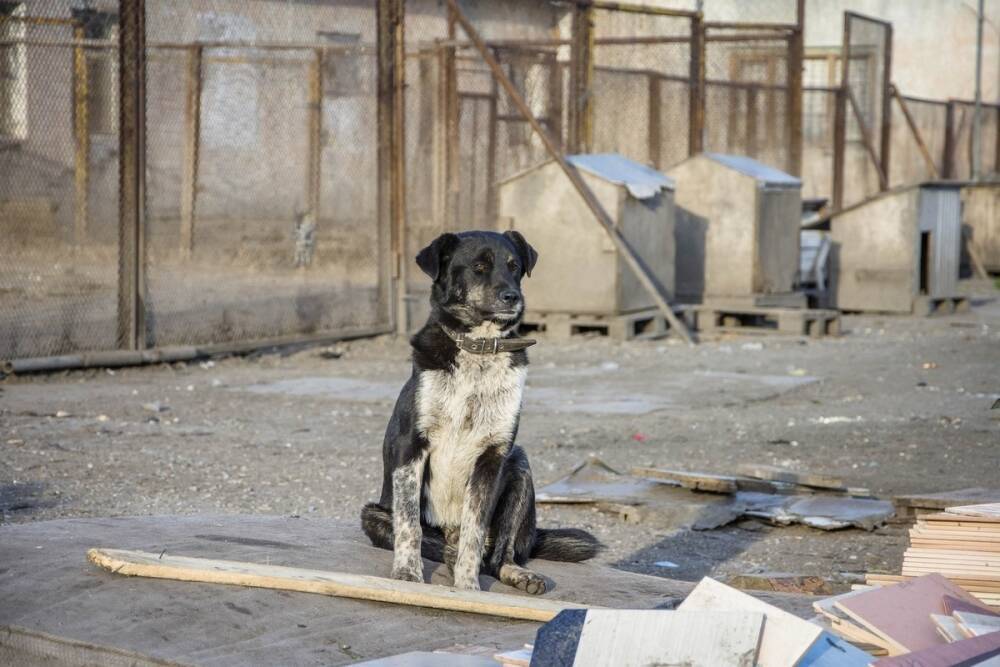 Жительница Омска устроила собачий приют на дачном участке