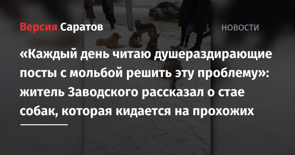 «Каждый день читаю душераздирающие посты с мольбой решить эту проблему»: житель Заводского рассказал о стае собак, которая кидается на прохожих