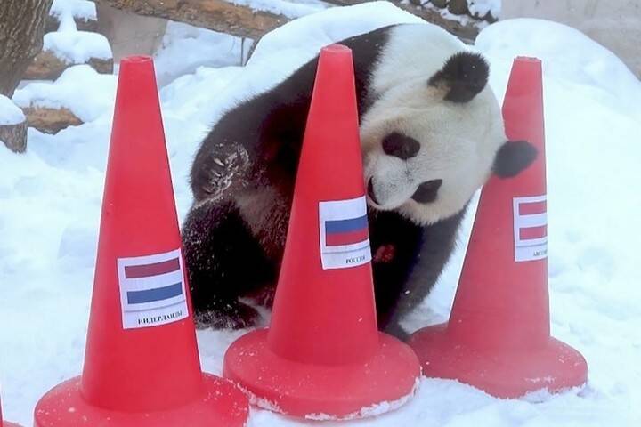 Панды из Московского зоопарка предсказали результаты Олимпиады в Пекине