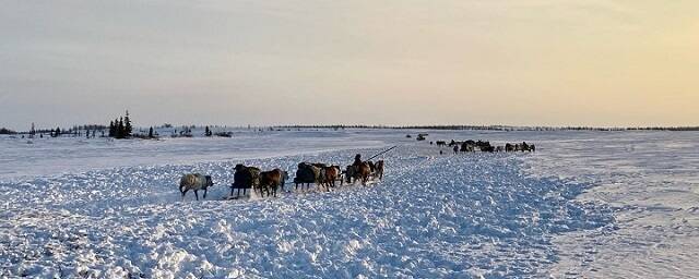 В Ненецком АО создадут три производственные базы на пути кочевий оленеводов
