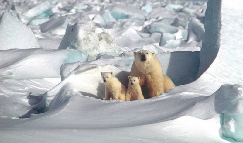WWF России собирает средства на создание «медвежьих патрулей» в Арктике
