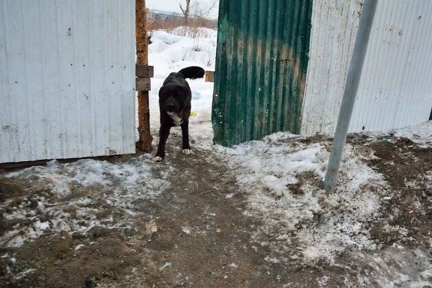 Пёс, покусавший трёхлетнего ребёнка в селе Забайкалья, был на привязи в ограде