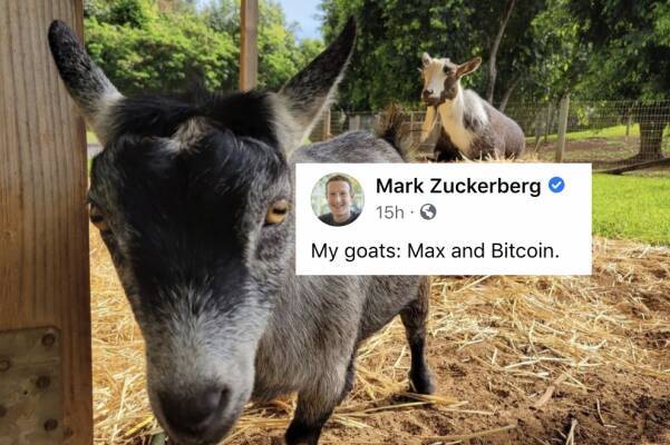 Акции Meta (Facebook) рухнули после того как Цукерберг дал своему козлу имя Bitcoin