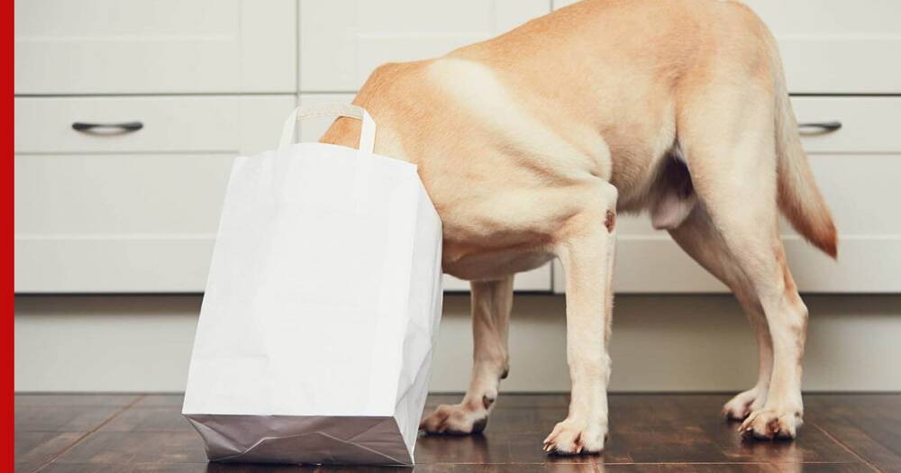 Тренируем интеллект: 5 игр для собаки, которые можно организовать дома