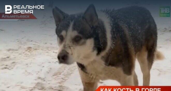 В январе в Альметьевске поймали и стерилизовали 100 бездомных собак — видео
