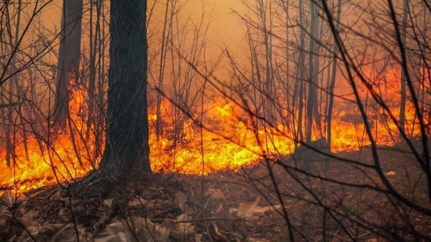 Первый в этом году природный пожар года едва не уничтожил поселок в Приморье