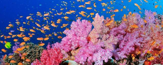 При глобальном потеплении на 1,5°C кораллы окажутся на грани вымирания