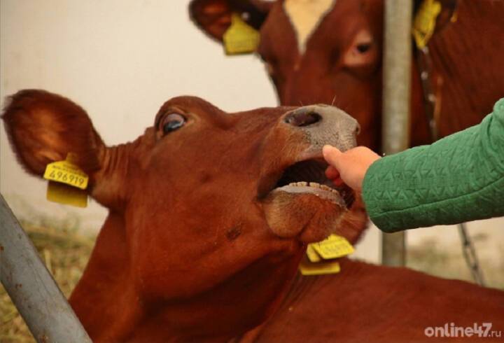 Дмитрий Патрушев о сдерживании цен на молоко: Выделим животноводам не менее 10 млрд рублей на закупку кормов