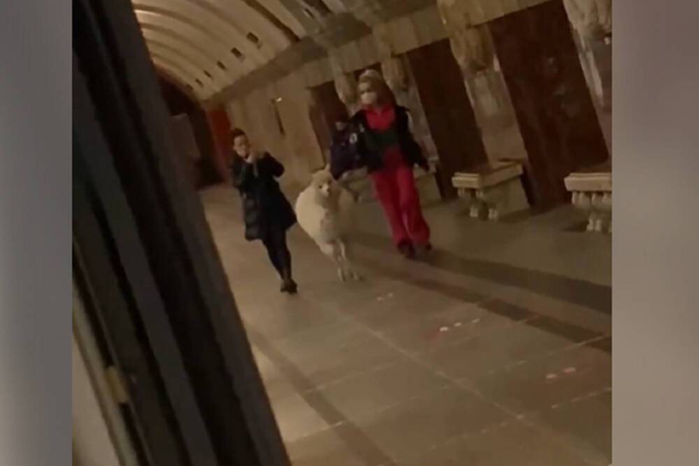 В метро Москвы заметили альпаку