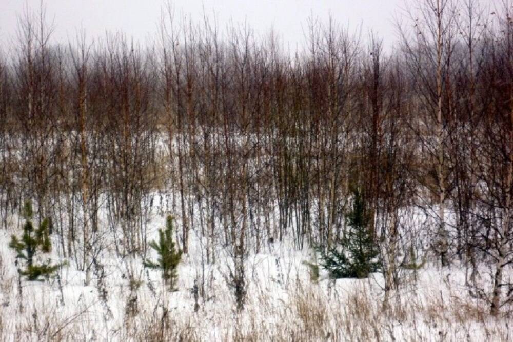 В Тверской области выявлено зарастание свыше 250 га сельскохозяйственных земель