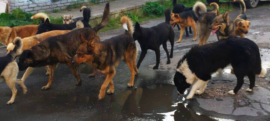 Власти подсчитали количество бездомных собак, которых отловят в этом году в Петрозаводске
