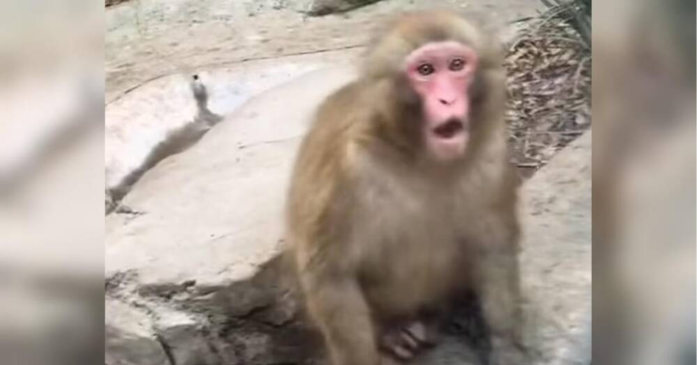Реакція мавпи у зоопарку на фокуси, які їй показував відвідувач, насмішила мережу (відео)