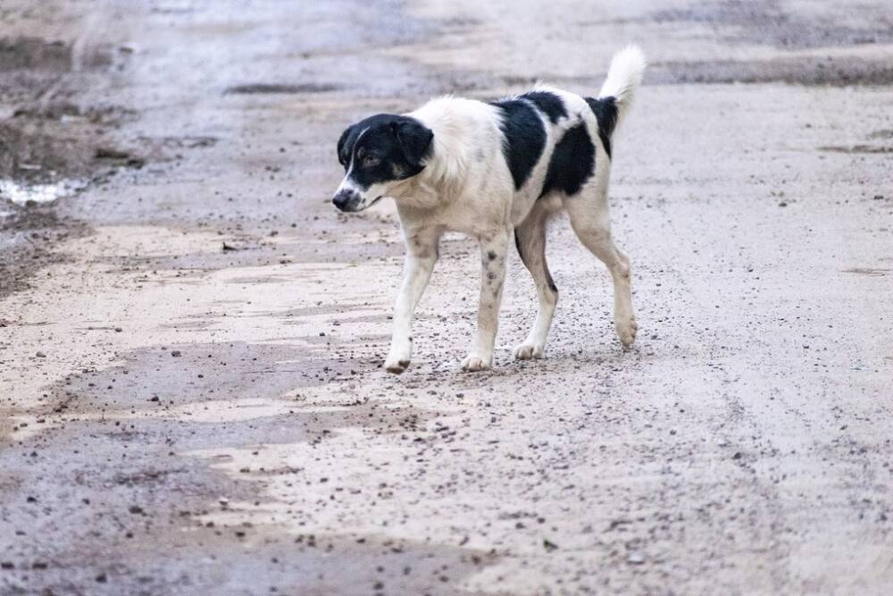 Следователи по Воронежской области начали проверку по факту нападения собаки на школьницу из Лисок
