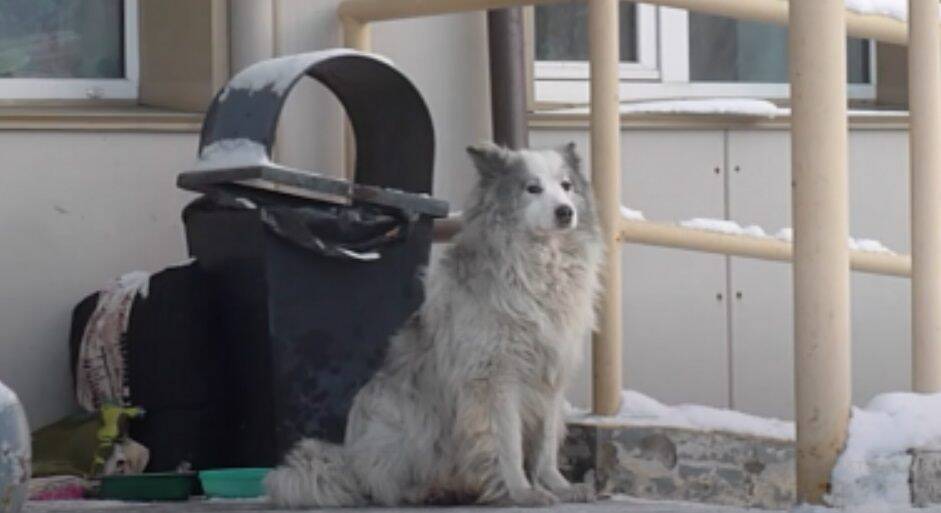 Сибирский Хатико: в Кемерово собака полтора года ждёт умершего хозяина у ковидного госпиталя - Русская семерка