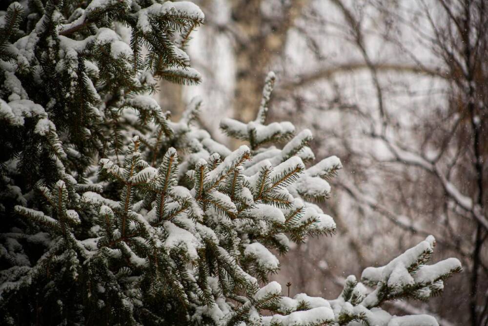 В Новосибирске 7 февраля похолодает до -24 градусов