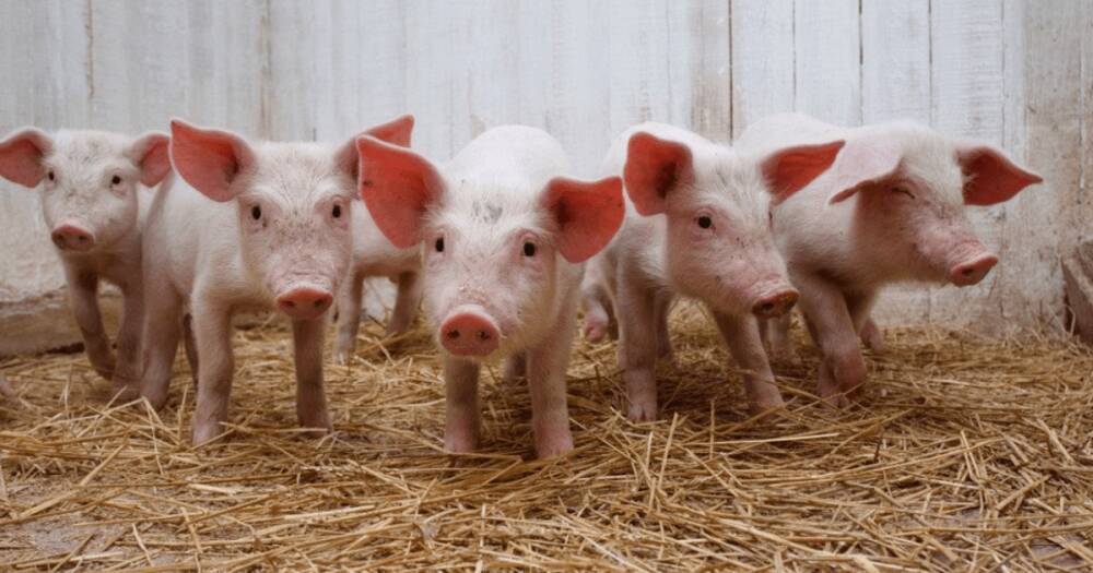 Клонируют и выведут новый вид: в Германии разведут свиней для пересадки сердца людям