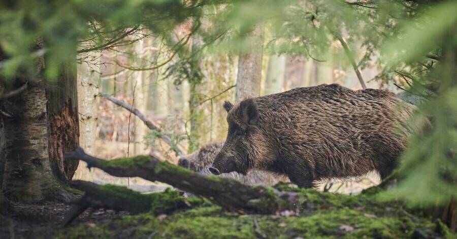 В лесах Киевской области у свиней обнаружили болезнь, от которой нет вакцины
