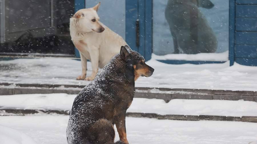 Режим повышенной готовности введен в Забайкалье из-за нападений собак