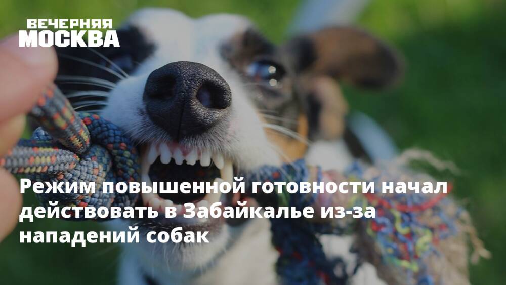 Режим повышенной готовности начал действовать в Забайкалье из-за нападений собак