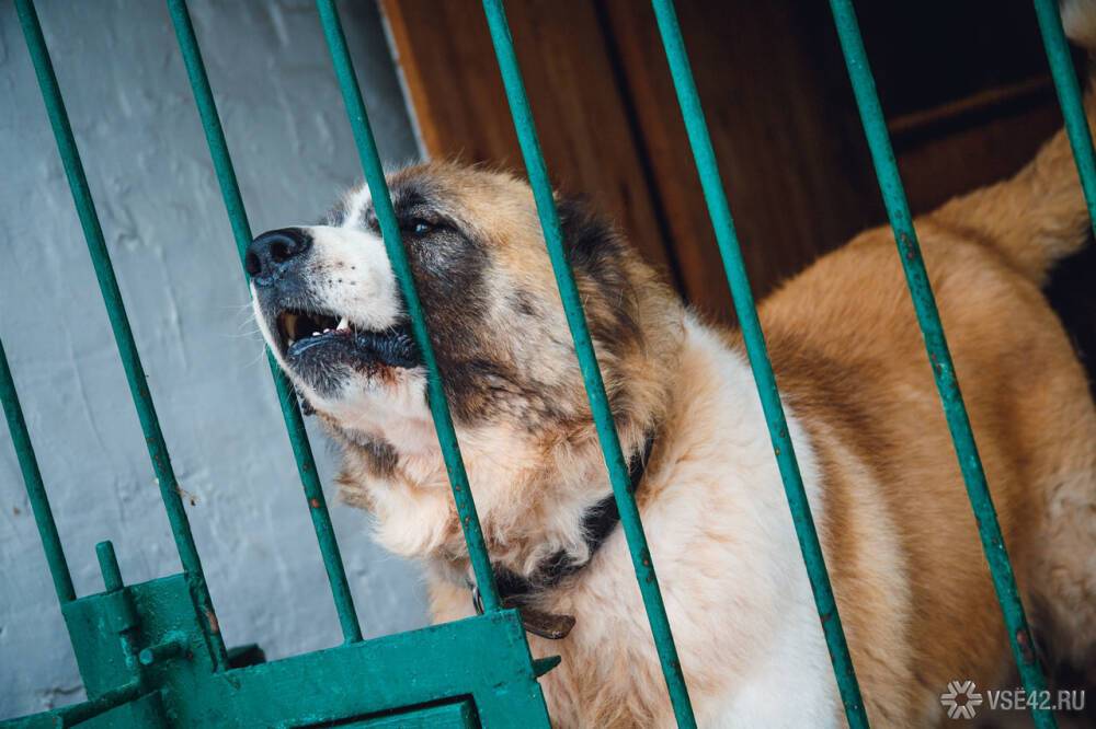 Власти Забайкалья ввели повышенный режим готовности из-за нападения собак