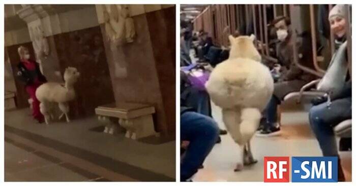 Москвичам напомнили о правилах перевозки животных после видео с альпакой в метро