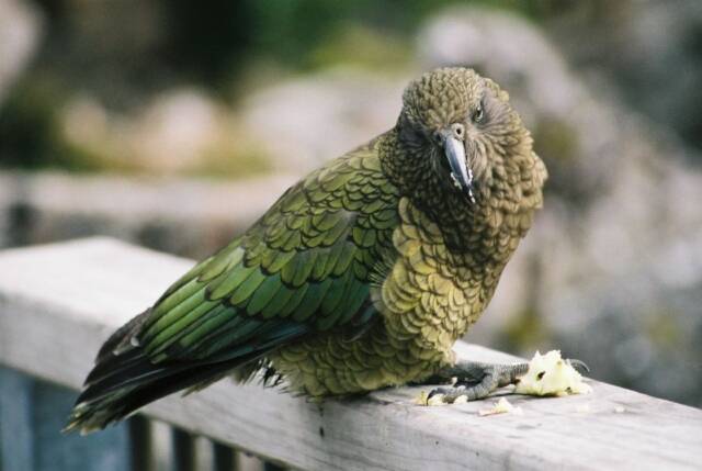 Курьез: попугай-клептоман в Новой Зеландии украл GoPro и заснял свой побег (ВИДЕО)