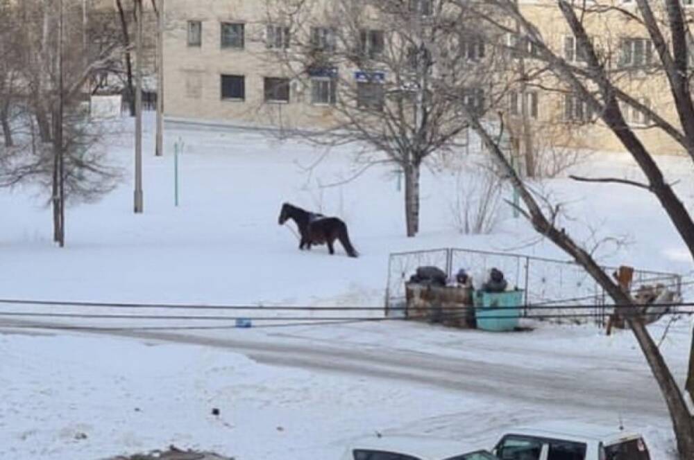По Хабаровску гуляет потерявшаяся лошадь