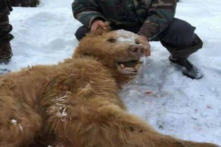 Под брянской Суземкой охотники убили медведя-шатуна