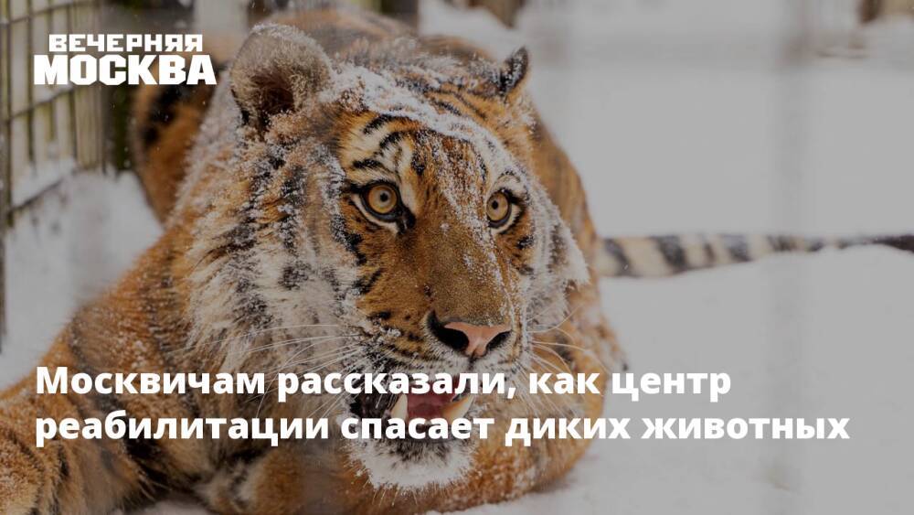 Москвичам рассказали, как центр реабилитации спасает диких животных