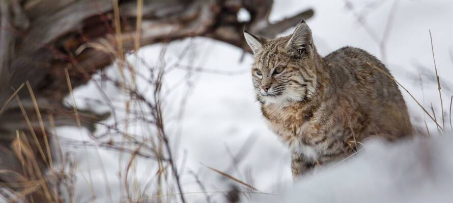 Соцсети: Бесстрашная рысь охотится на котов в поселке Карелии