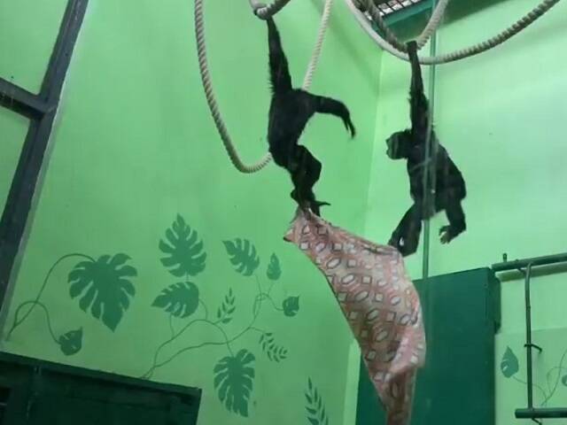 В Челябинском зоопарке рассказали, как живут обезьянки, спасенные из рук контрабандистки