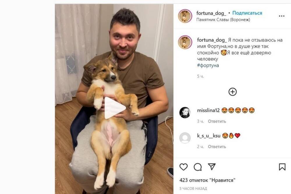 Воронежский щенок Фортуна, прославившийся своими путешествиями на маршрутках, стал инстаблогером