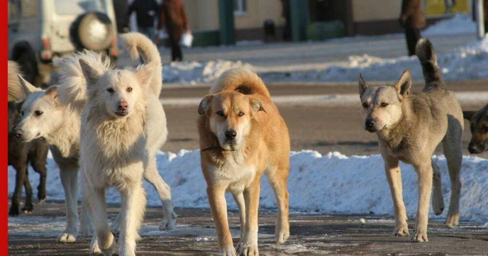 Генпрокуратура предложила разработать критерии "немотивированной агрессии" собак