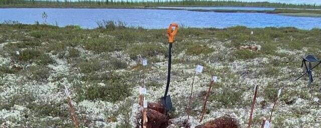 Сибирские мерзлые болота могут стать источником выбросов метана