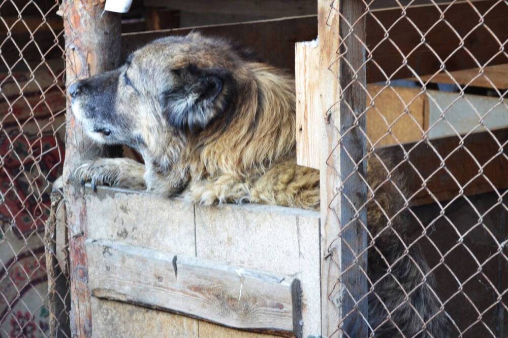 В Астраханской области на чиновников завели дело из-за нападения бездомных собак на людей