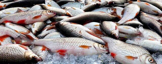 В Новосибирской области выловили более 12 тысяч тонн рыбы