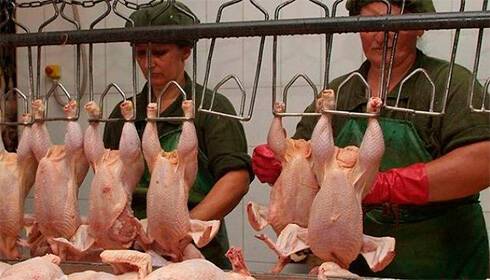 Украина в прошлом году экспортировала рекордные объемы мяса птицы