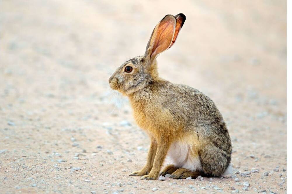 Пойманного в центре Петербурга зайца-русака вернули в дикую природу