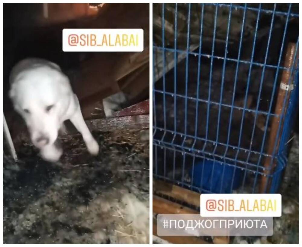 В Новосибирске четыре собаки погибли в пожаре в приюте «Сибирский Алабай»