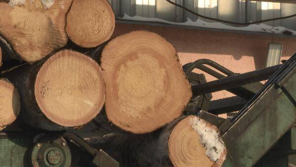 В Беларуси упростят правила продажи древесины населению
