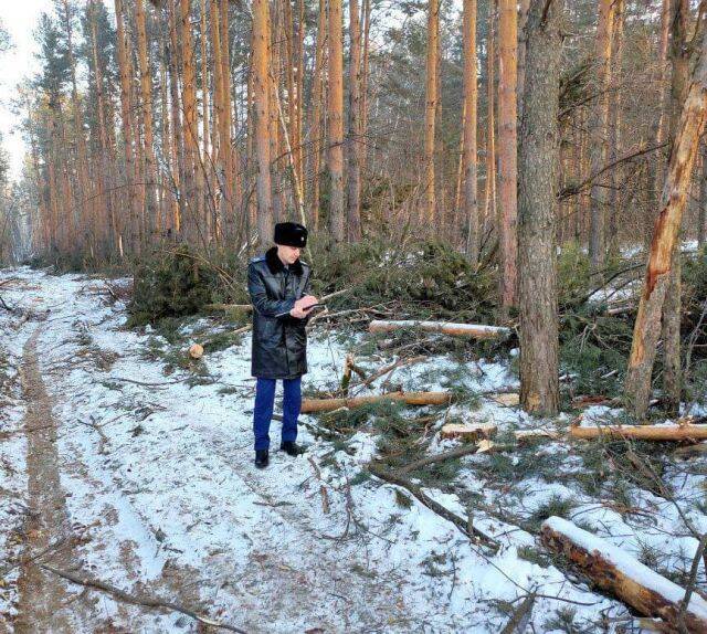 В Кузбассе неизвестные вырубили более 200 сосен на 4 млн рублей
