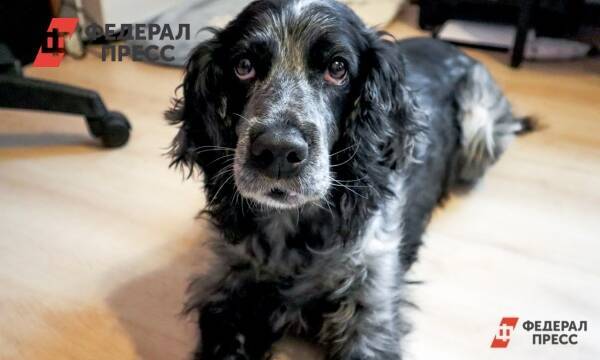 В Екатеринбурге будут судить живодера за зверскую расправу над своей собакой